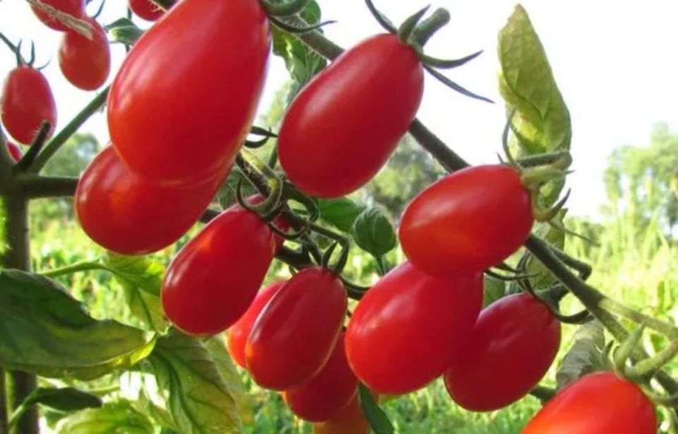 ������ ��� ��������� ������: ��� ������� ���������� �����