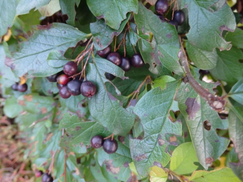 �������� ����� ��������: ������ ������� ������ ����������