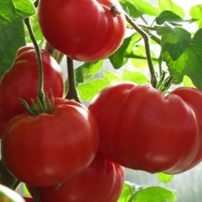 ����� ����������� �������: ��������� ����� ��� ������ �������