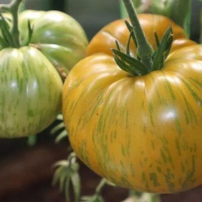 ��������� �����: ������� �������� ������ ����� ������ ������