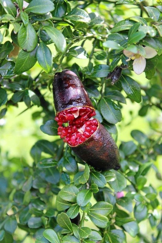 Пальчиковый лайм: как гватемальская ферма преодолела австралийскую традицию