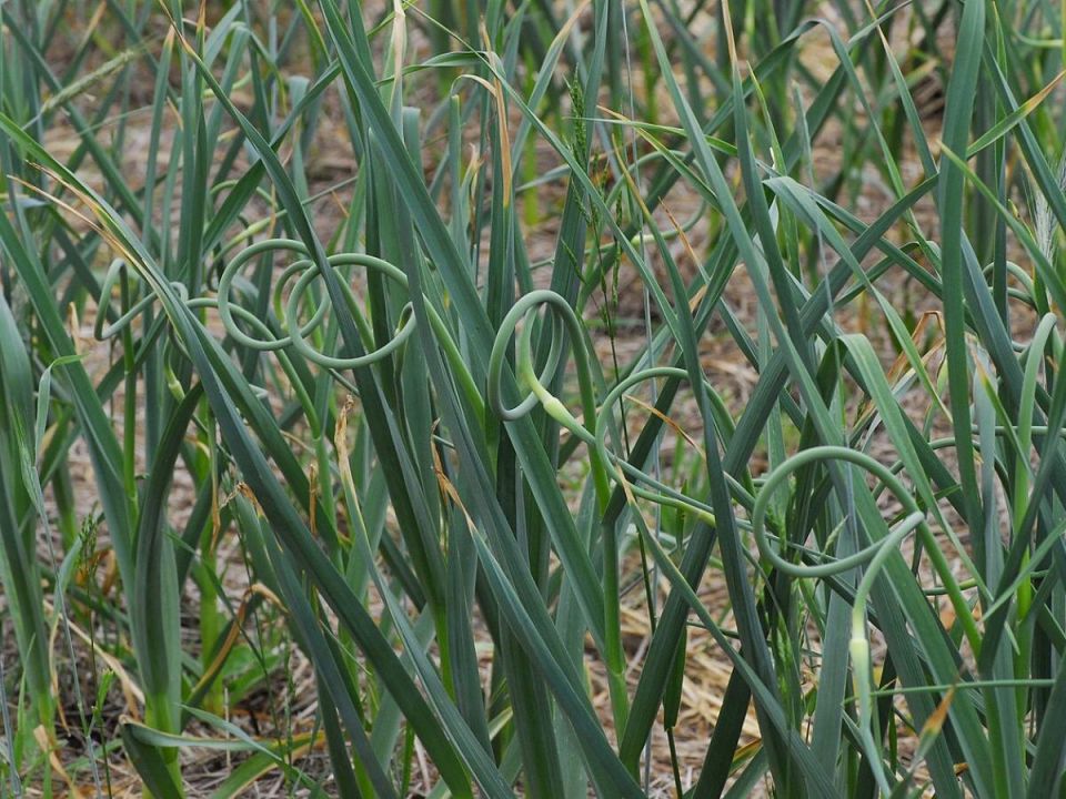 ������ ��� ��������: ��� ����� � ��� ������? ��������� �������� �� ������