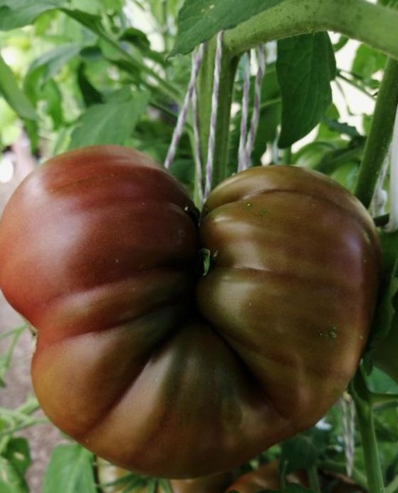 Уникальный сорт томатов «Коричневый сахар»: почему он завоевал популярность