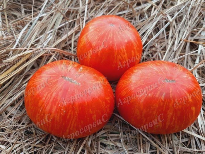 ����� ��������� �������: ��� ������� ��� ������ ���� � �������