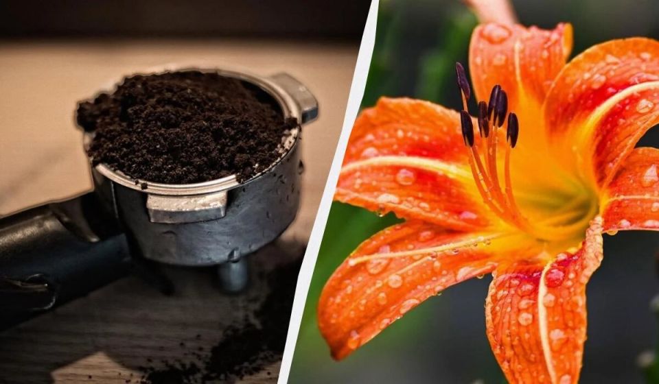 �������� ���� ��� ������ �������� ��������: �������� ������