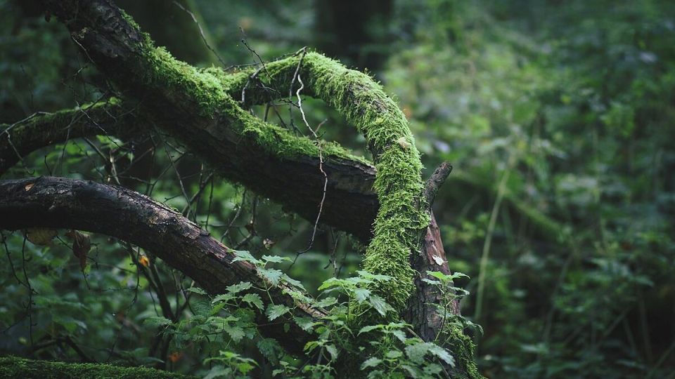 Как мох на газонах и деревьях перестать замечать зрительно и вернуть участок к здоровому виду