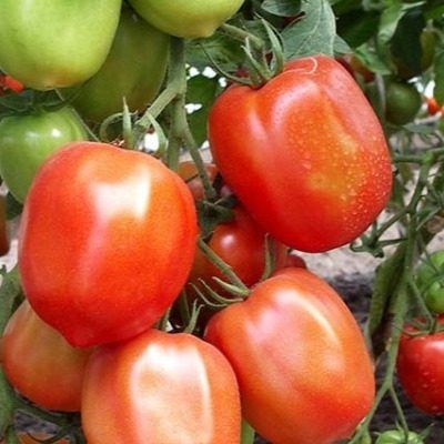 Томат Сибирские огни: секреты успешного урожая в любых условиях