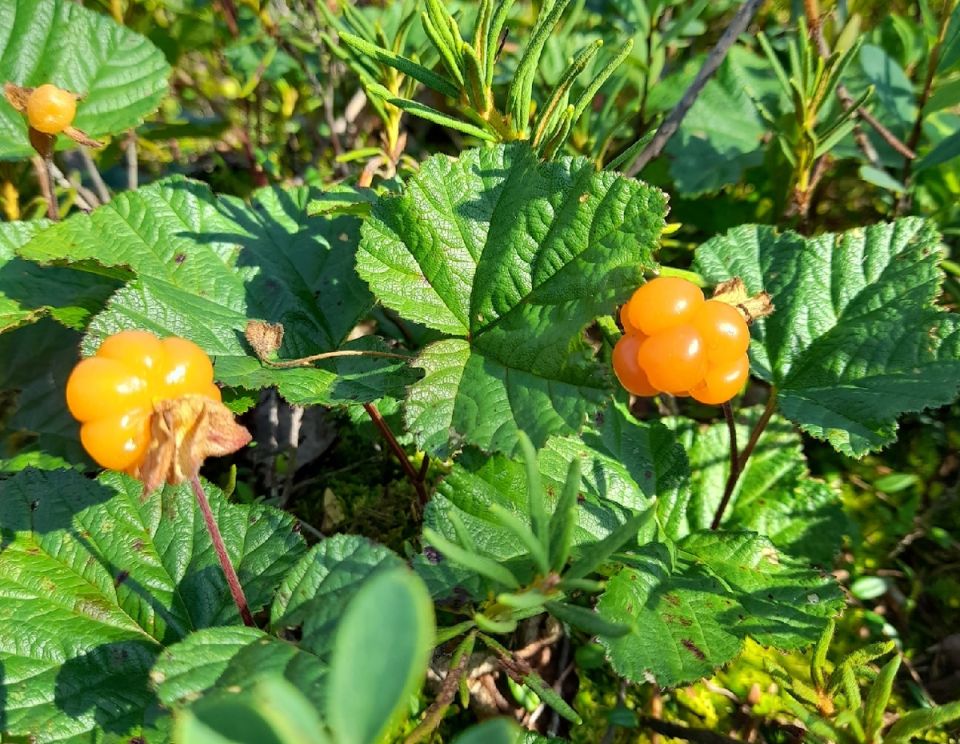 ����� ������ ����� ���� ����: ��� �������� ����� � ��� ��� ������ ��� ������ ����