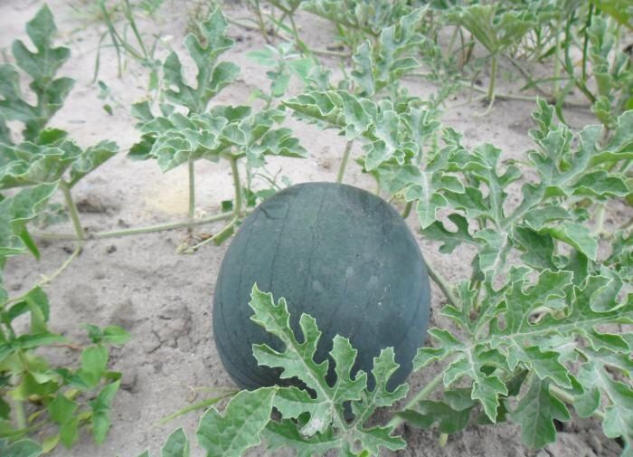 ������ ������ �������: ��� �� ������� �������� ������� ����� � ������ ������