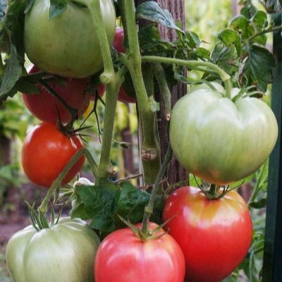 ����� ����� �����: ���������� ��������� ������ � ������� ������������