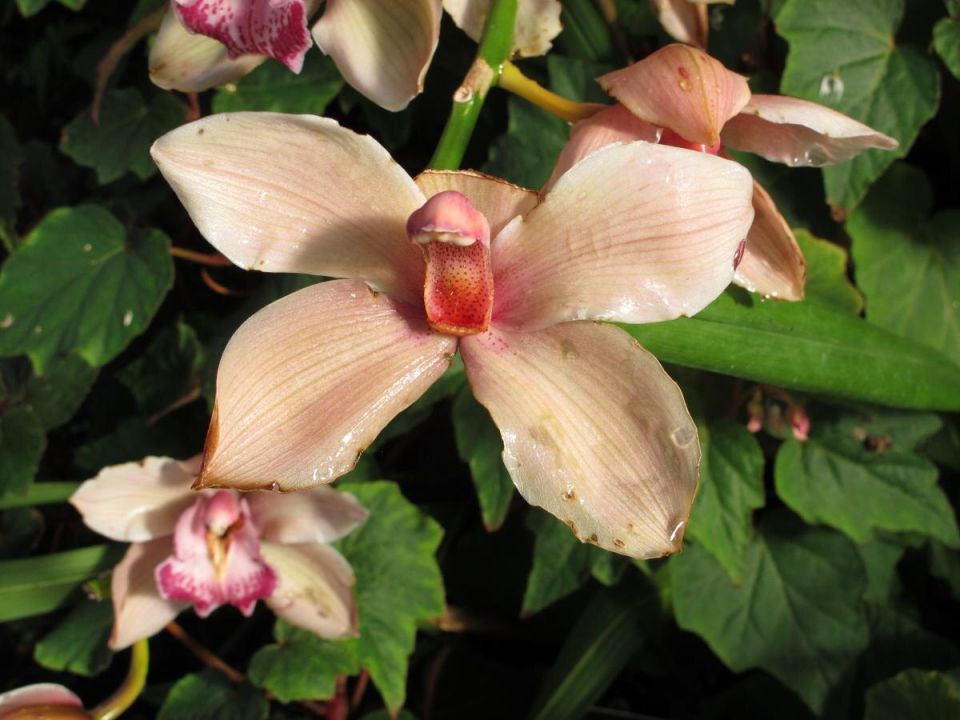 Достаточно одной ампулы: простое решение для орхидей