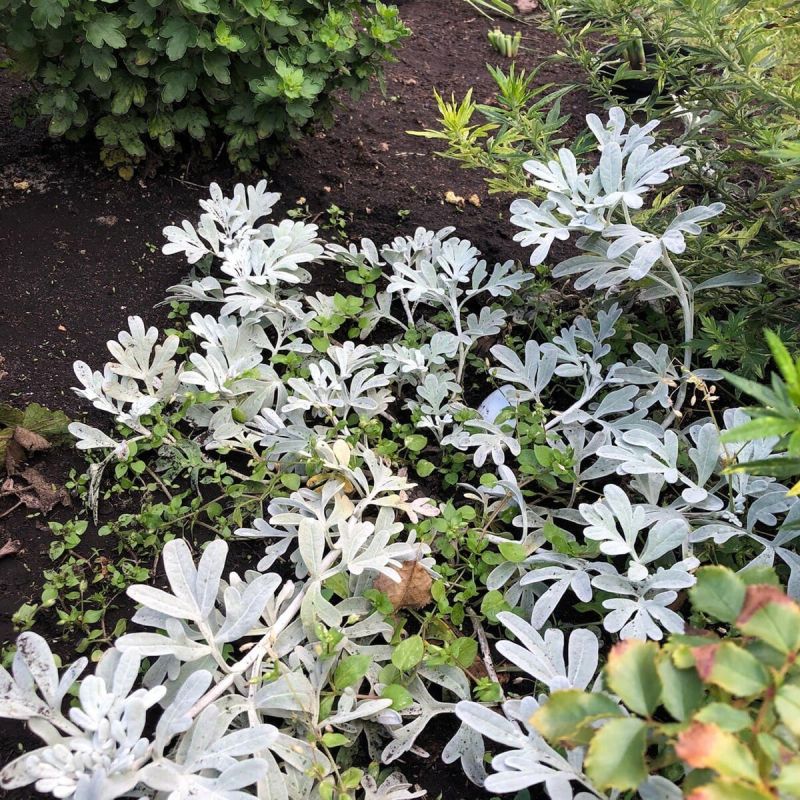 Декоративная полынь Стеллера: спокойное наблюдение за особенностью зимовки