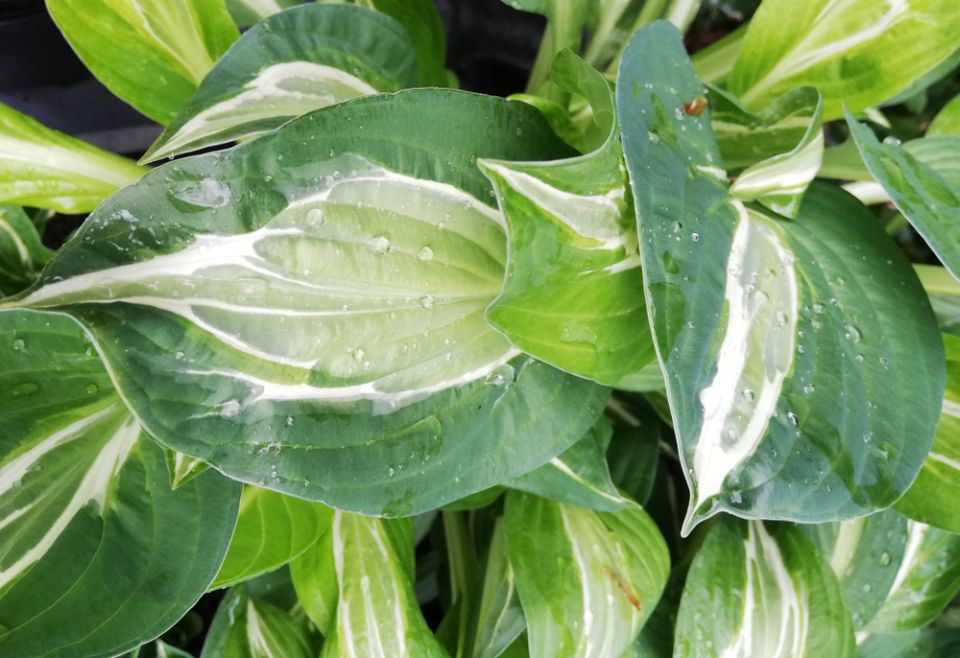 Расписные хосты в саду: как подчеркнуть их узоры и красоту