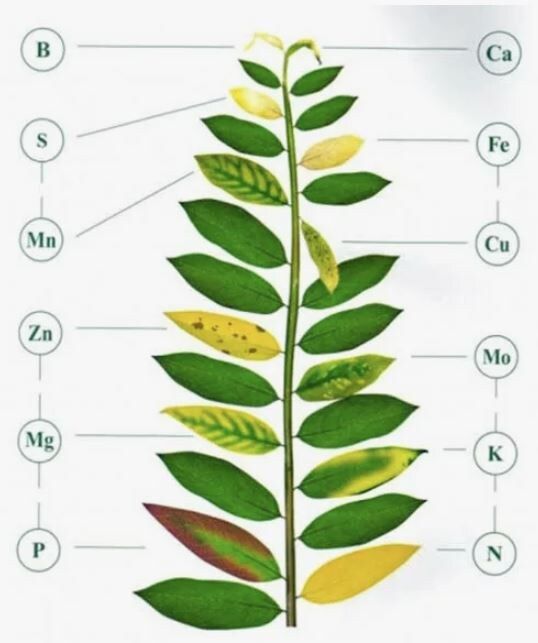 Как распознать нехватку микроэлементов у растений: ваш гид по восстановлению здоровья зелени