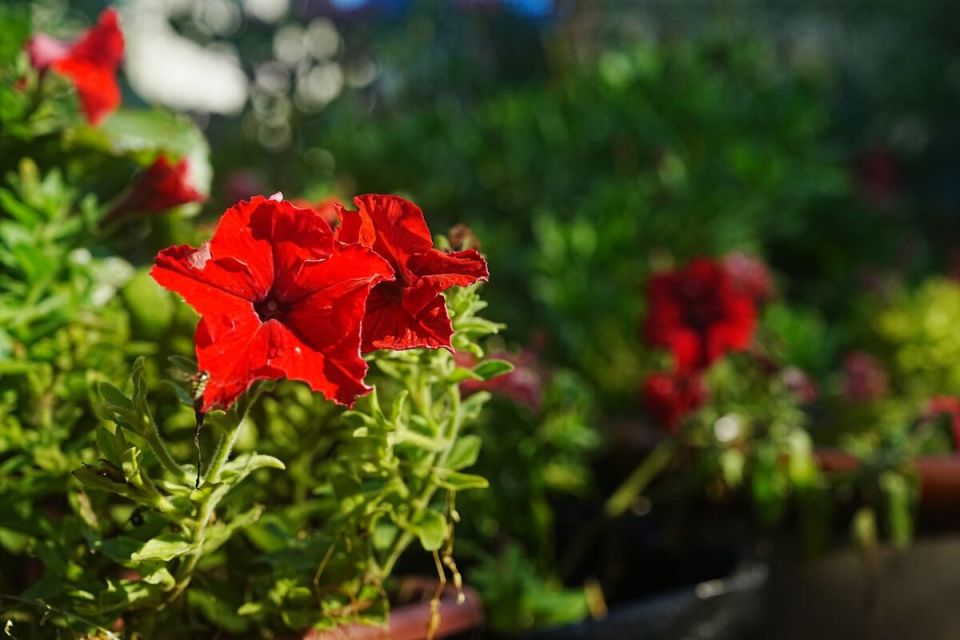 Как подготовить цветы к зиме: советы для дачников