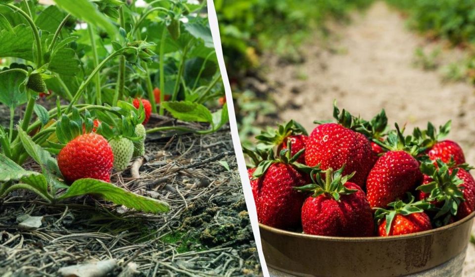 Секреты успешного полива клубники: как не ошибиться