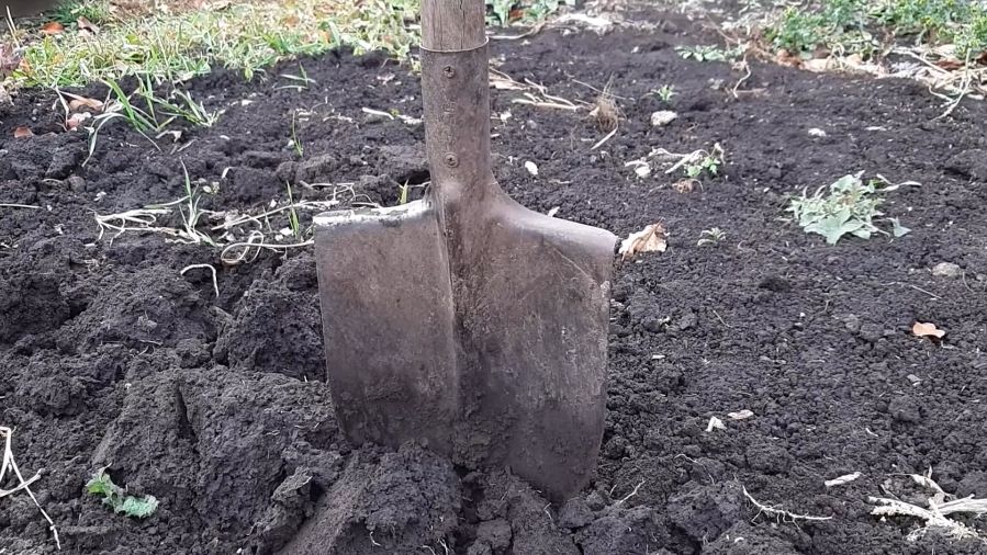 Как осенние сидераты заменяют навоз для улучшения почвы