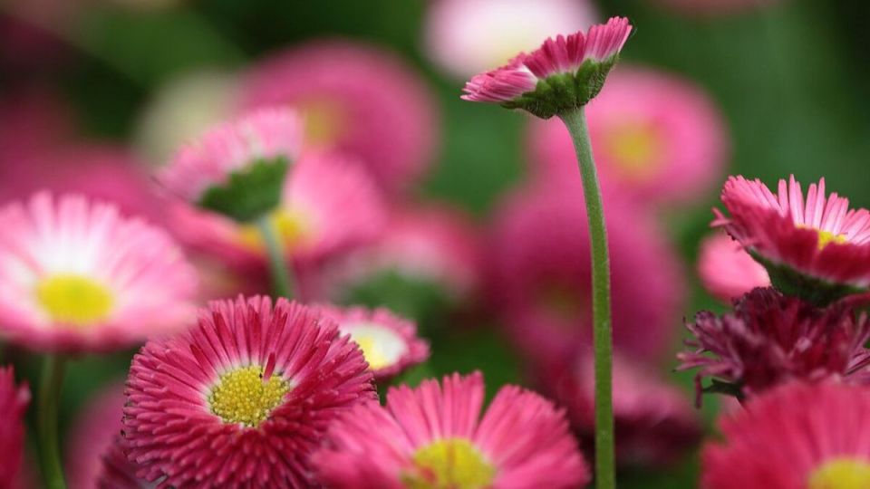 ���������� �� ����: ��� ��� ����� ����������� ��� ���