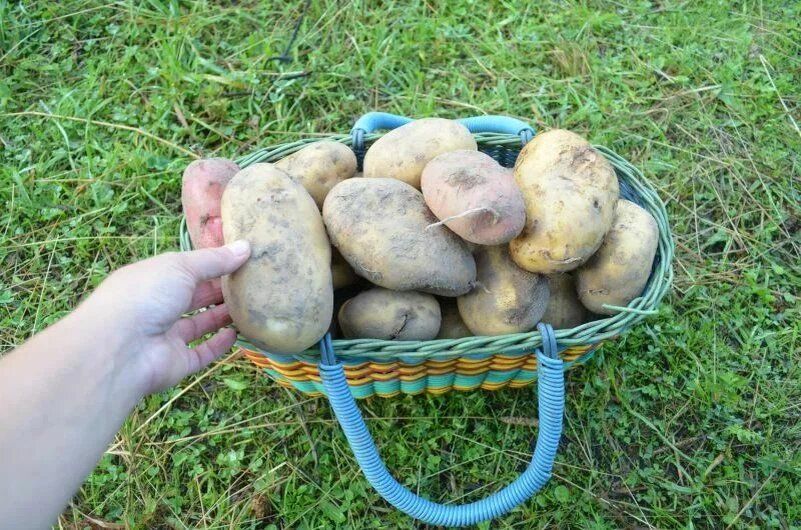 Когда убирать картофель: три основных критерия