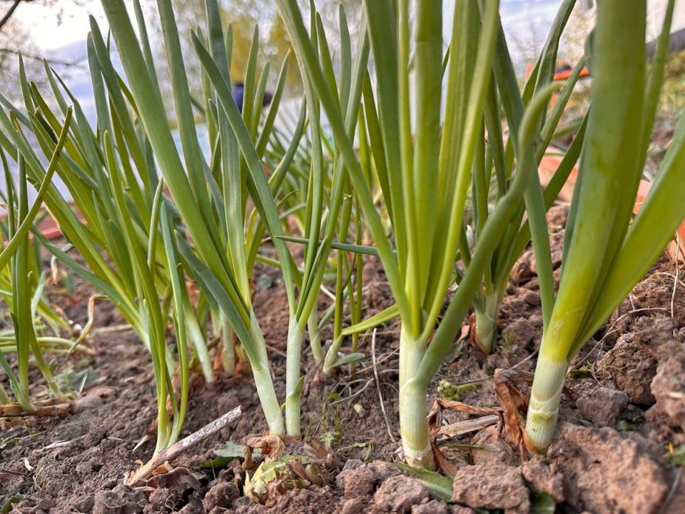 Как получить щедрый урожай лука: секреты успешной посадки и ухода