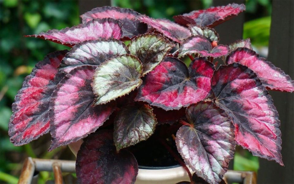 ��� ������� ��� ������: ���� �������� ��� ����������� ���������