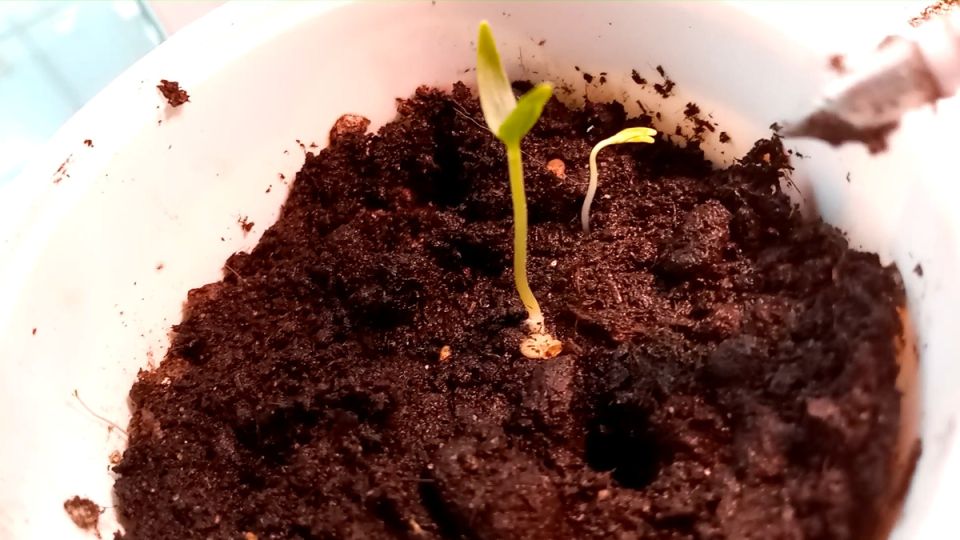 ������ � ����������� �������: ����������� � �������� �����