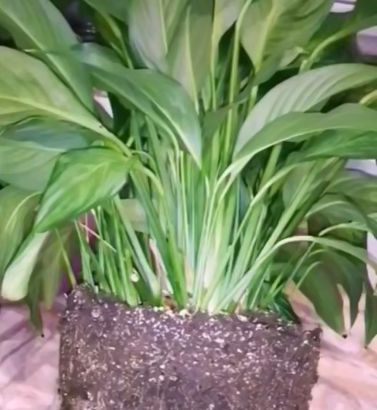 ��� �������� �������� ������������ � ����� ����� ����