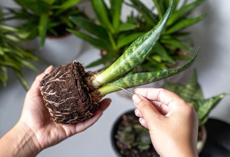 ���� �������� ��� ����������� ����� � �������� � ����� ����