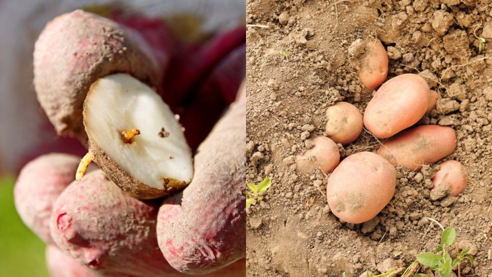 ������ �����������: ��� �������� ���� ������� ������ �� ����������