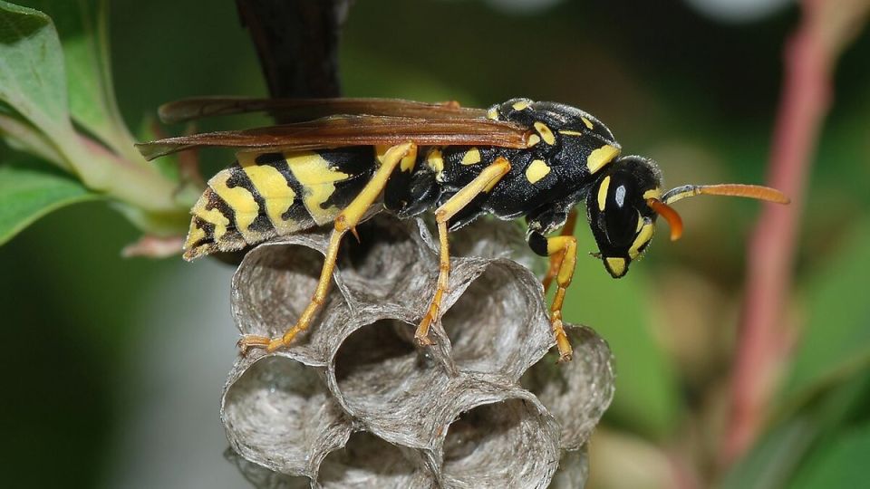 ����� ������� � ��� ������ �� ��������: ����� ������ �������� ���������