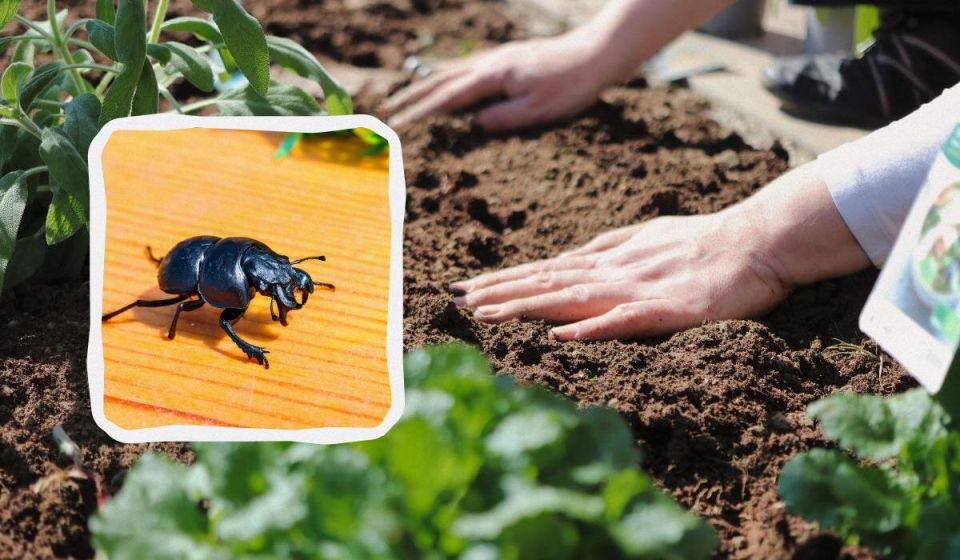 ��� ���������� ���������� � �����-���������: ������� ������