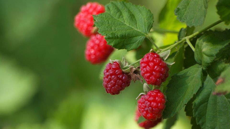 ����� �� �������� ������ ������: ������� ��������� ����� � ������