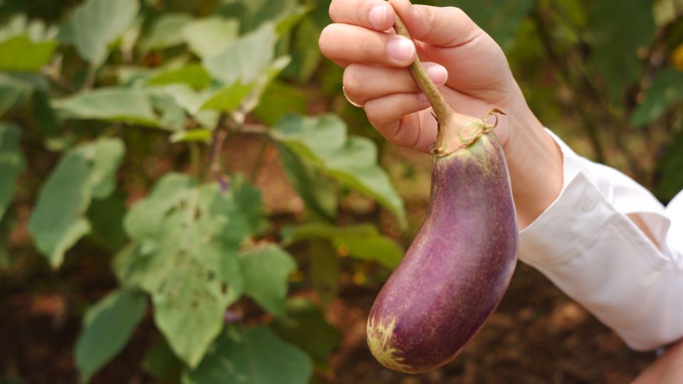 ����� ��������� ���� ���� ����������: ��� ���� ��������� ������ ��������