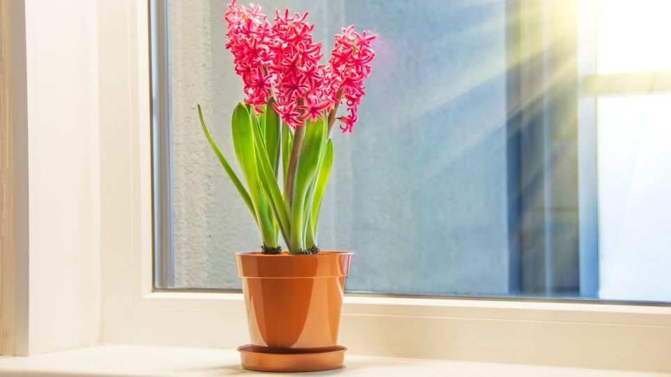 �������� ������� ����� ������ ��� �������: ������ ������ ���������