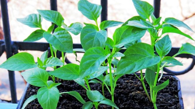 ��� ��������� ��������� ������� �����: ������� ��������� ��������