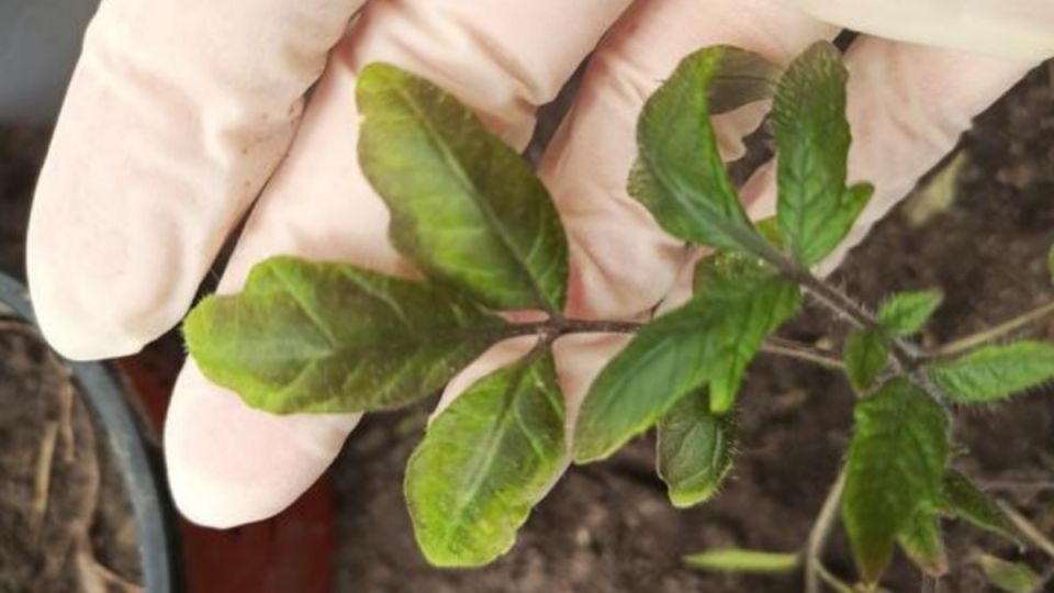 ������ ������ �������: ������ ������ ��������� ������� ������� ��� �� ��������