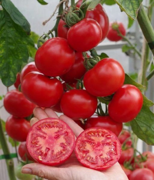 ����� �����������: ��������� ����� ��� ������� �������