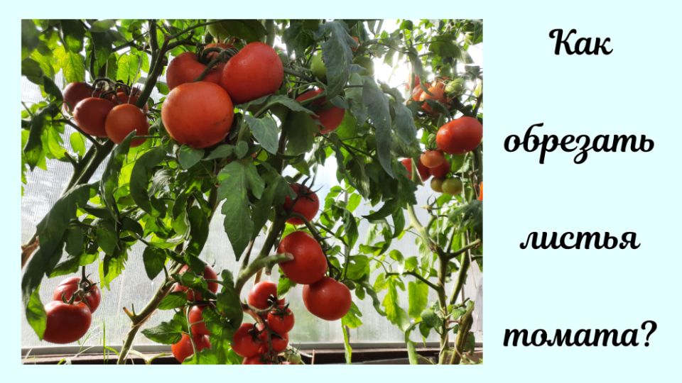 ������ ����� ������� ������ � �������: ������� ������ ��� ��������