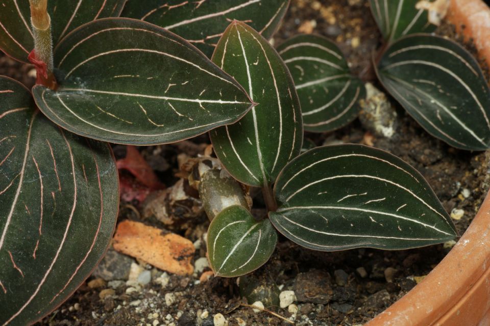 ����������� �������: ���� ����� ������� �� �������