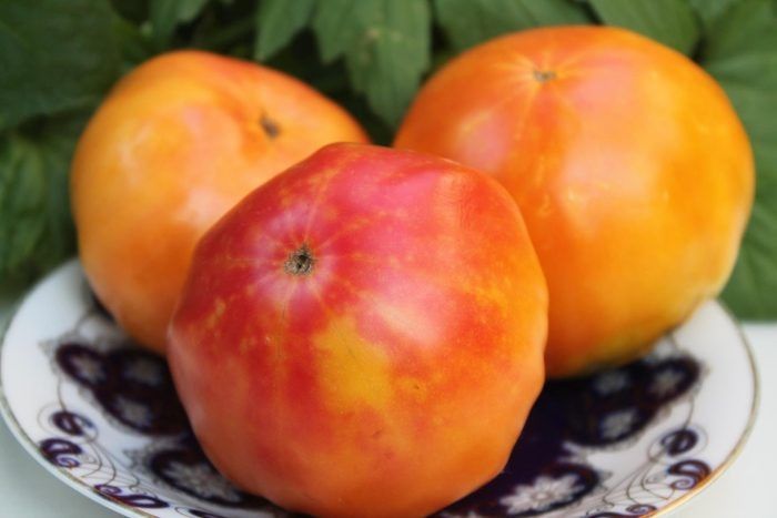 Томат Гном Фероковкай: компактный куст с уникальной декоративностью и урожайностью