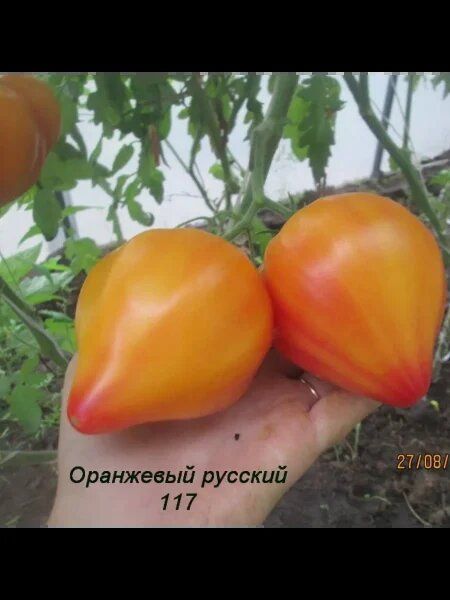 Томат Оранжевый русский 117: как вырастить уникальный томат для теплицы