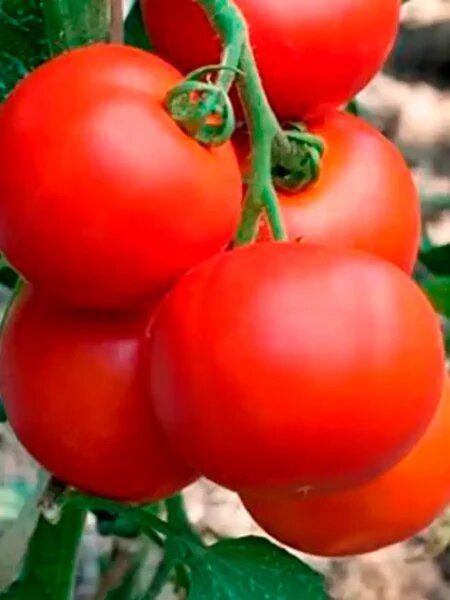 ����� ��������� ��������: �������� ����� ��� ������� ������������� �������