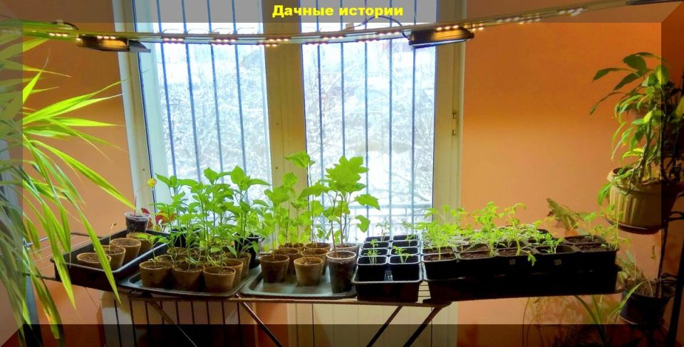 ����������� �������� �������: �������� ��� ������ ��������