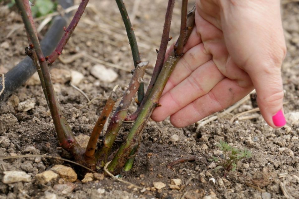 ������ ��������� ��� ������������ ��������: ��� �������� ������ � ����?