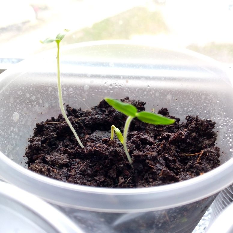 Как справиться с вытянутыми всходами: советы агрономов для успешной рассады