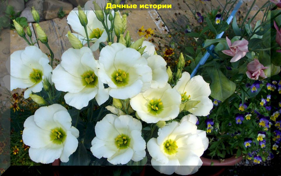 Эустома: яркие сорта и хитрости для успешного выращивания