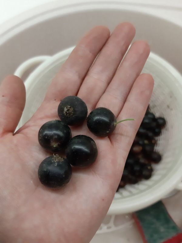 Как справиться с муравьями и тлей: альтернативные методы борьбы