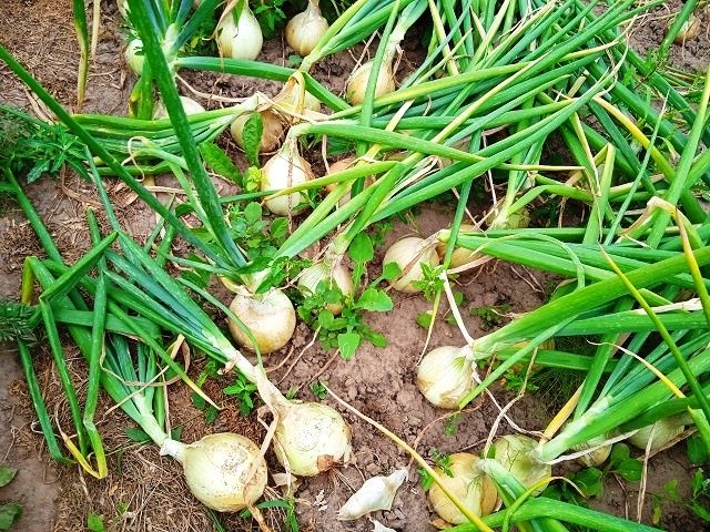 Урожай лука Эксибишен: когда собирать и достигать рекордов