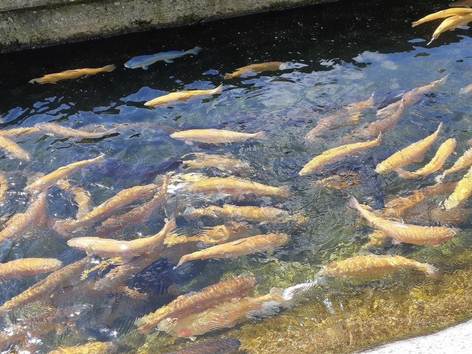 ������������ ���������� ����� �������� �������