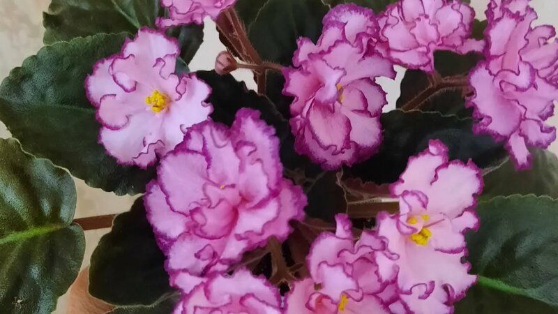 ��� ������, ���� ���� ������ ��� �����?